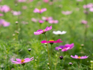 Pink Cosmos flowers blooming in the garden.shallow focus effect.