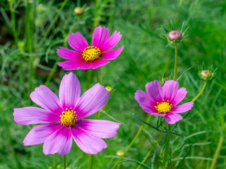 Pink Cosmos flowers blooming in the garden.shallow focus effect.