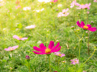 Obraz na płótnie Canvas Pink Cosmos flowers blooming in the garden.shallow focus effect.