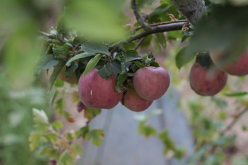 ripe apples on the branches