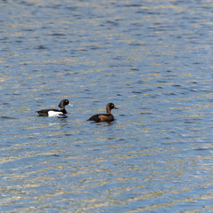 Couple of Tufted Ducks swimming in glittering water