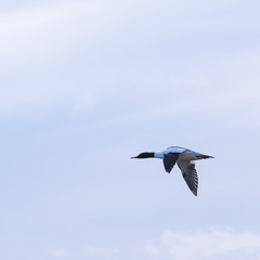 Male Common merganser duck flying by blue skies