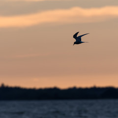 Fototapeta na wymiar Common Tern fishing by twilight time
