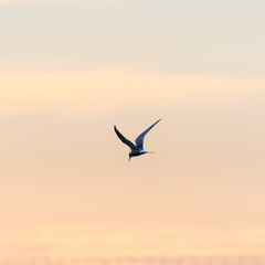 Fototapeta na wymiar Beauty in nature, a Common Tern in graceful flight by sunset