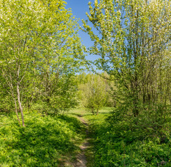 Fototapeta premium The Sablino nature reserve.