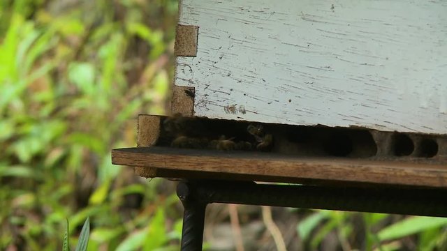 A still medium shot of bees flying into and exiting an enclosed space which is built with painted wooden planks on a warm and sunny afternoon