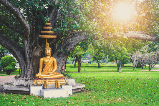 beautiful gold color buddha statue sitting under bodhi tree with sun light background, copy space, peaceful, meditation or enlightenment concept