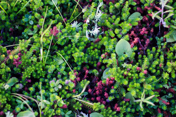 Crowberry grows on the ocean shore