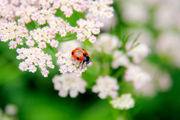 Ladybug on a white flower