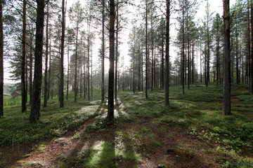 Obraz premium Lappaland forest in rain