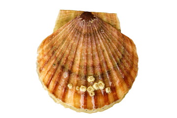 Alive sea scallop Patinopecten yessoensis with sea acorns on the shell isolated on white background