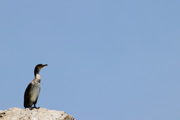 Cormorant on the rock on clean blue sky background. Copy space for text, design template.