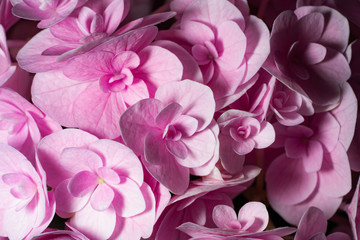 pink color hydrangea in Japan 