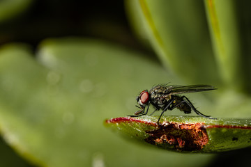 a black fly on a plant