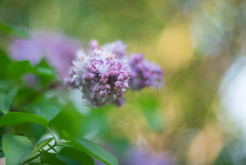 Gentle blurred spring or summer background. Closeup of the delicate buds  of Lilac flowers on the branch on beautiful bokeh background. Selective focus.