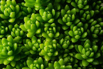 closeup succulent plant in garden