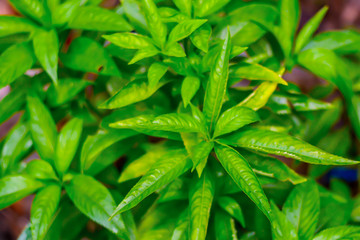 Obraz premium Thai Basil leaf .Fresh green basil leaves.green leaves background