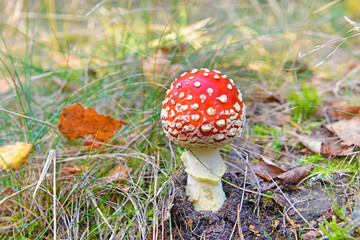 Funghi nel sottobosco.