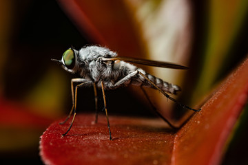 a horse fly on a leaf