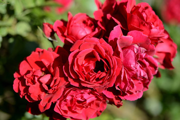 Beautiful red roses in the summer garden on a sunny day close up	