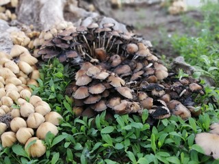mushroom