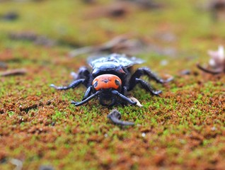Poisonous insects, orange headers  Body and black wings  Climb on the moss floor