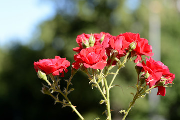 Beautiful red roses in the summer garden on a sunny day close up