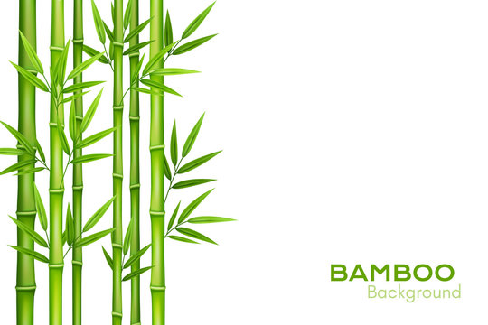 Bamboo background with place for text. Realistic vector illustration with green bamboo stems with leaves.