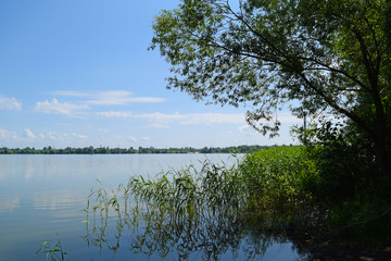 View of a large lake among the plants. Summer landscape.