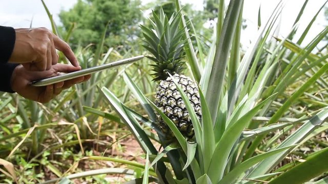 Close-Up Gimbal Shot Of Asian farmer in a garden taking photo of pineapple by a smart phone camera.