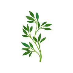 Thin stem with leaves. Vector illustration on white background.