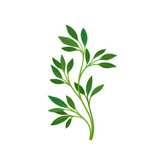 Thin stem with leaves. Vector illustration on white background.