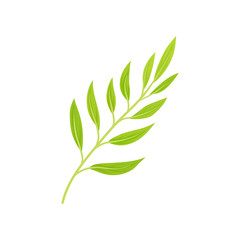 Stem with light green leaves. Vector illustration on white background.