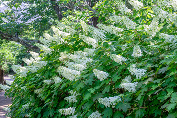 アジサイ　柏葉紫陽花