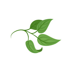 Short stem with leaves. Vector illustration on white background.