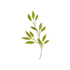 Branched stem. Vector illustration on white background.