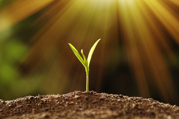 Young seedling in soil on blurred background