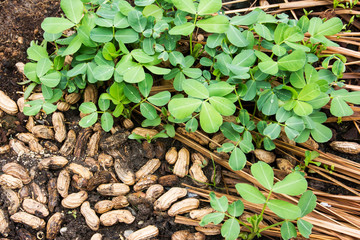 Peanut or groundnut tree plant agriculture with seeds at farm background.