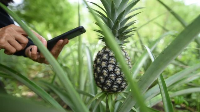 Close-Up Gimbal Shot Of Asian farmer in a garden taking photo of pineapple by a smart phone camera.