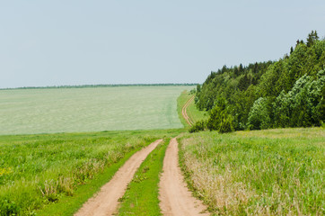Country road near the forest in summer