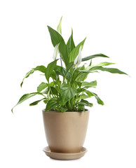 Potted peace lily plant on white background
