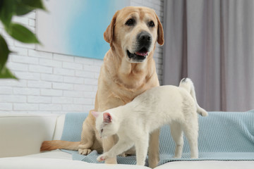 Adorable dog and cat together on sofa indoors. Friends forever