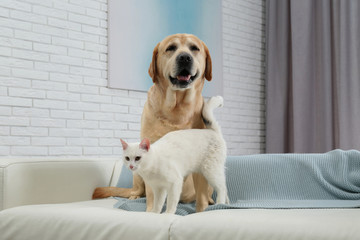 Adorable dog looking into camera and cat together on sofa indoors. Friends forever