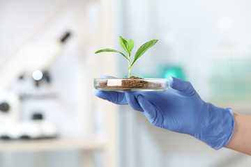 Scientist holding Petri dish with green plant in laboratory, closeup. Space for text