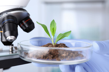 Scientist examining green plant with microscope in laboratory, closeup