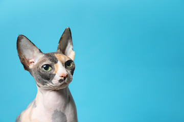 Cute sphynx cat on color background, space for text. Friendly pet