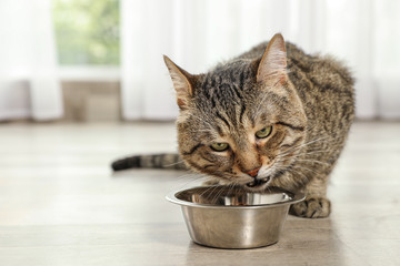 Obraz premium Cute tabby cat eating dry food on floor indoors. Friendly pet