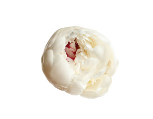 Beautiful fresh peony flower on white background, top view