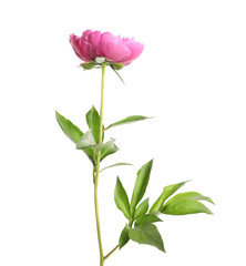 Beautiful fresh peony flower with leaves on white background