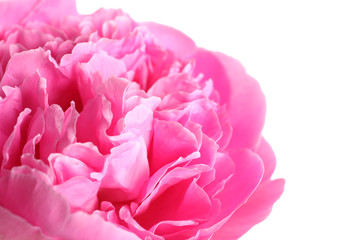 Beautiful fresh peony flower on white background, closeup
